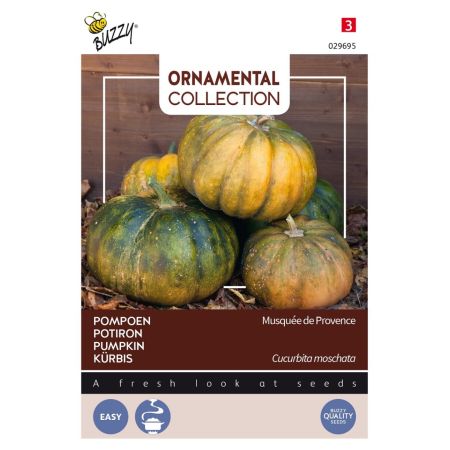 Buzzy Ornamental Courgette Musque De Provence - Ca. 1.5 gr
