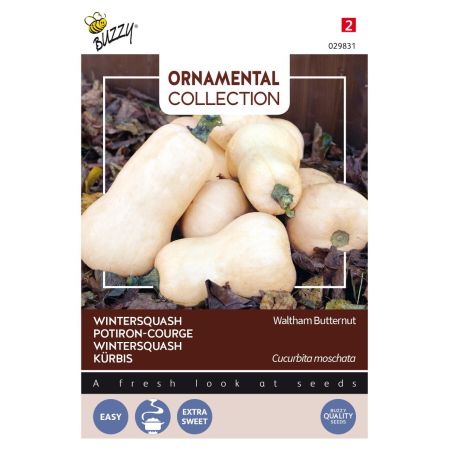 Buzzy Ornamental Wintersquash Waltham Butternut - Ca. 1.5 gr
