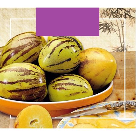 Buzzy Xotica Pepino, Meloenpeer - Ca. 15 zaden