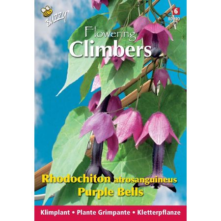 Buzzy Climbing Flowers, Rhodochiton, Purple Bells - Ca. 10 zaden