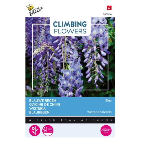 Buzzy Climbing Flowers, Wisteria, Blauwe regen - Ca. 5 zaden