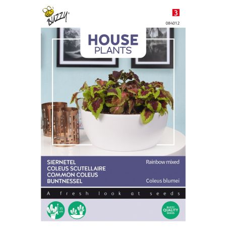 Buzzy House Plants Coleus, Siernetel Rainbow mix - Ca. 0.25 gr