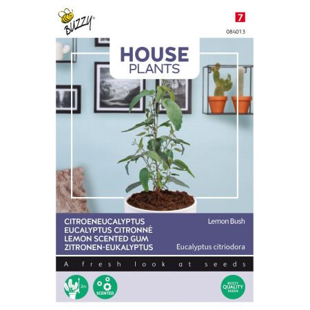 Buzzy House Plants Eucalypthus, Lemon Bush - Ca. 10 zaden
