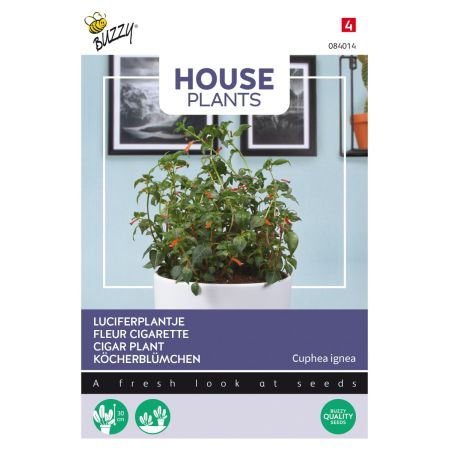 Buzzy House Plants Cuphea, Luciferplantje - Ca. 0.1 gr