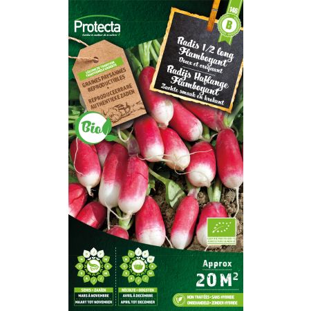Radijs Haflange Flamboyant Bio -  Protecta Traditionele Reproduceerbare Autenthentieke Zaden