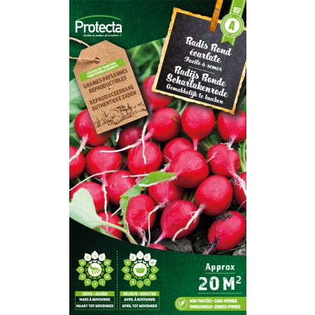 Radijs Ronde Scharlakenrode - Protecta Traditionele Reproduceerbare Autenthentieke Zaden