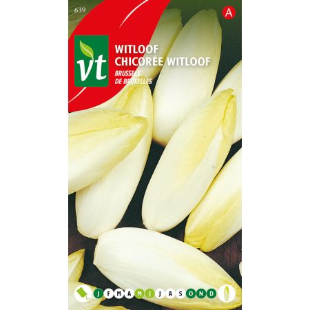 Witloof Brussels - Ca. 4 gr