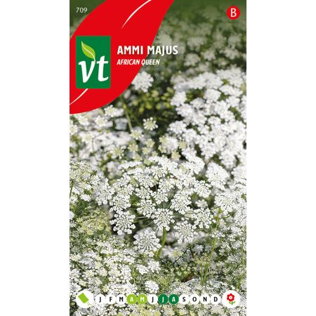 Ammi Majus - Ca. 0.5 gr