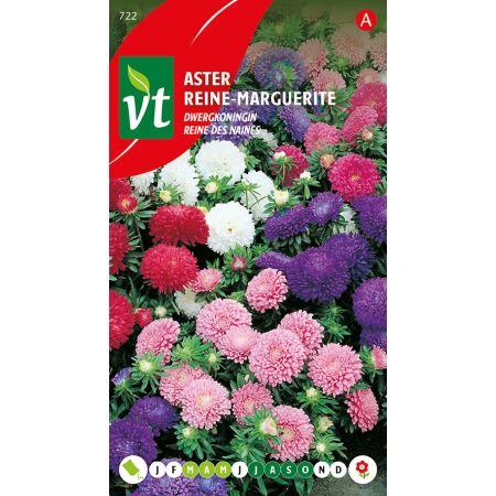 Aster Dwergkoningin - Ca. 0.75 gr