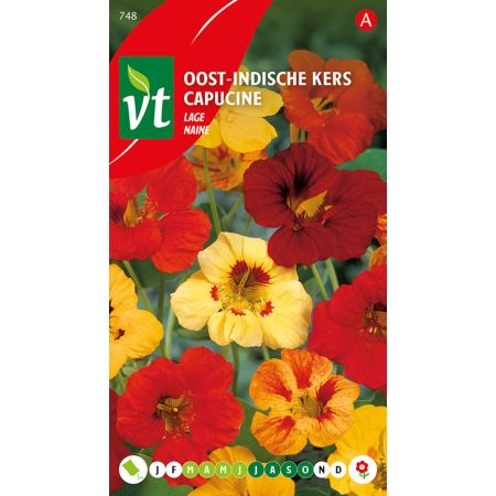 Oost-Indische Kers Lage - Ca. 3.5 gr