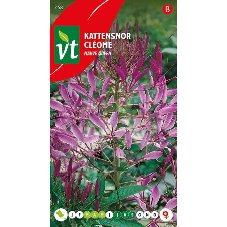 Kattensnor Mauve Queen - Ca. 0.5 gr