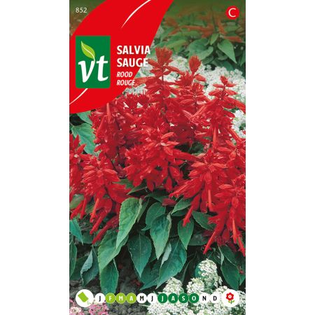 Salvia Splendens Rood - Ca. 0.5 gr