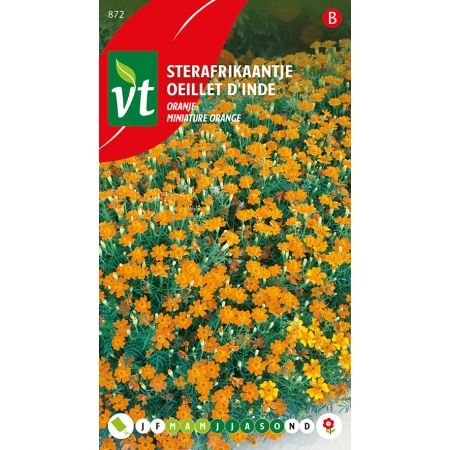 Sterafrikaantje Oranje - Ca. 0.5 gr