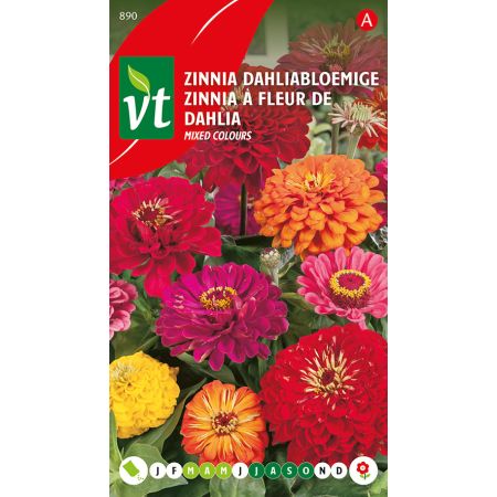 Zinnia Grote Dahliabloemige - Ca. 1 gr