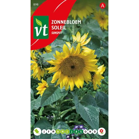 Zonnebloem Sunspot - Ca. 1.5 gr