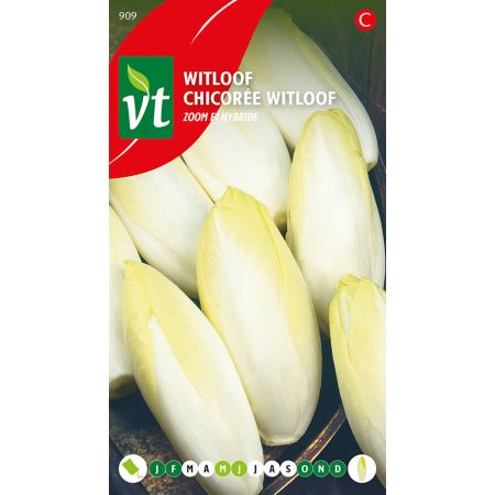 Witloof Bingo F1 Hybride - Ca. 4 gr