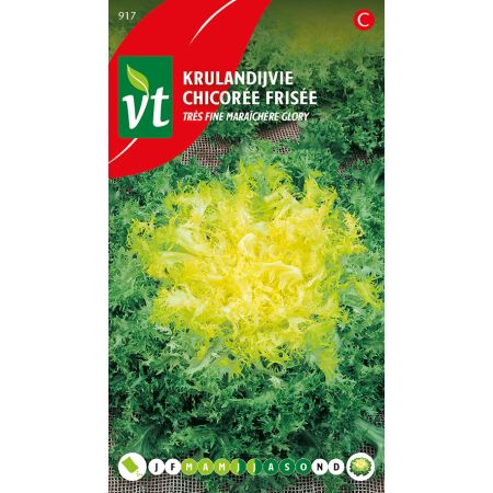Andijvie Très fine maraîchère Glory - Ca. 1.5 gr