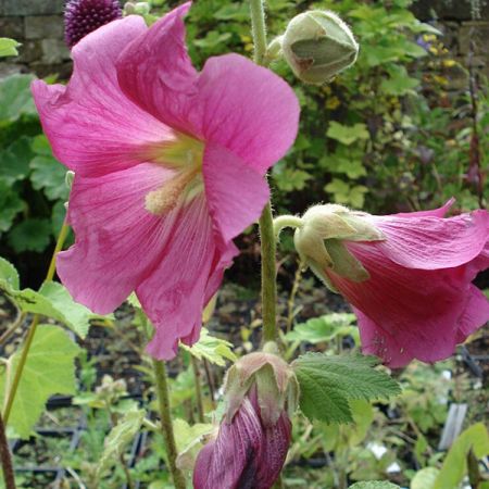 Alcea rosea 'Simplex'