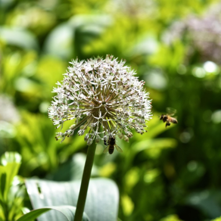 Allium sativum