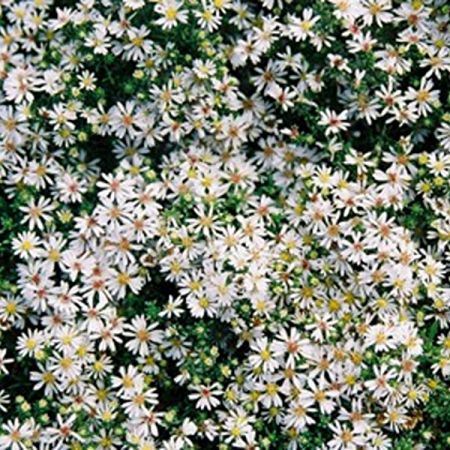 Aster ericoides 'Snowflurry' ('Prostate Form')