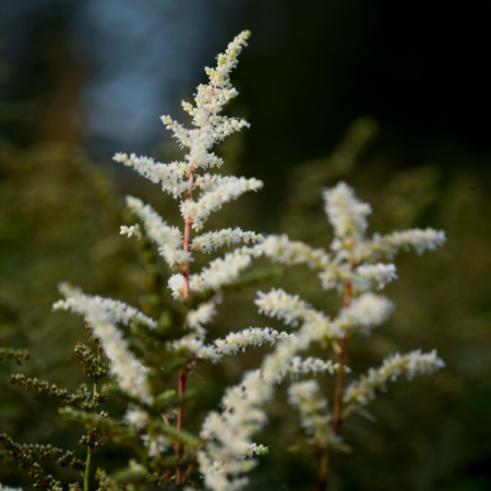 Astilbe japonica 'Ellie'