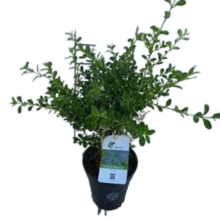 BetterBuxus® Renaissance