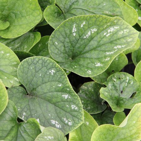 Brunnera macrophylla 'White Zebra' 