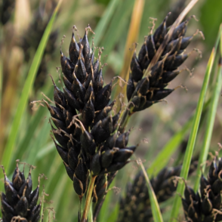 Carex atrata