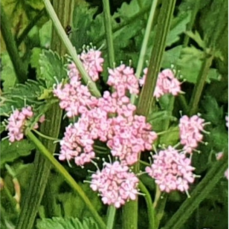 Chaerophyllum hirsutum 'Roseum'
