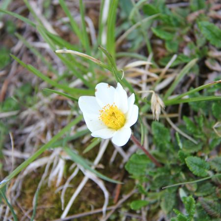 Dryas octopetala (suendermannii)