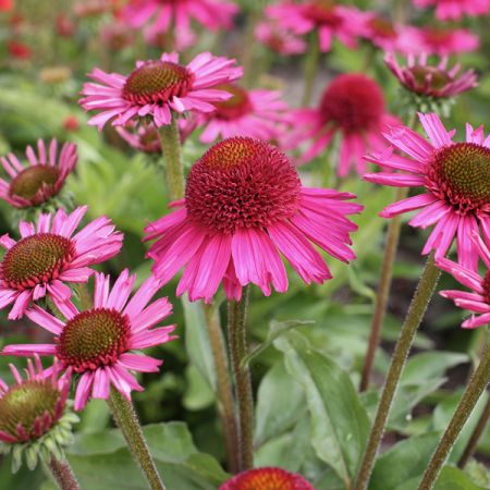 Echinacea purpurea 'Delicious Candy'