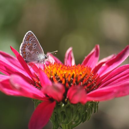 Echinacea purpurea 'JS Roho' 