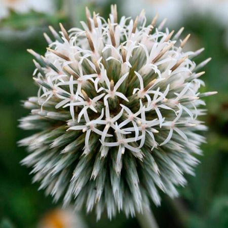 Echinops bannaticus 'Star Frost'