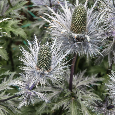 Eryngium giganteum