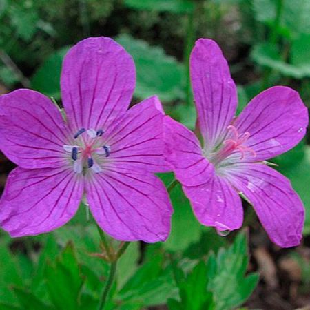 Geranium palustris