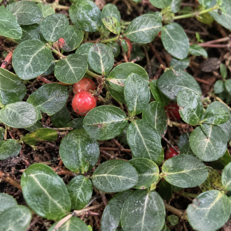 Mitchella repens