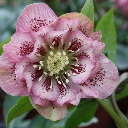 Helleborus orientalis 'Double Ellen Pink Spotted'