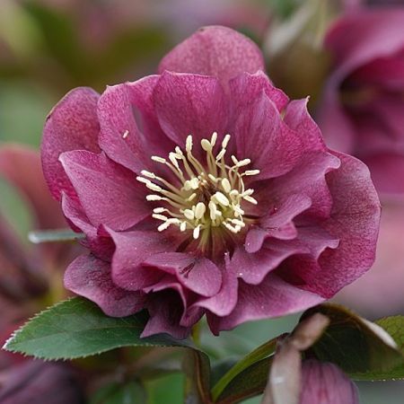 Helleborus orientalis 'Double Ellen Red'