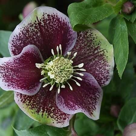Helleborus orientalis 'Pretty Ellen Spotted'