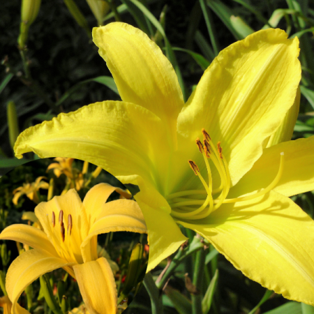 Hemerocallis 'Hyperion'