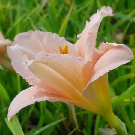 Hemerocallis 'On and On'