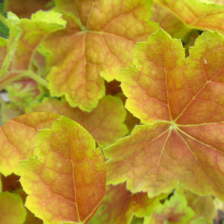 Heuchera 'Miracle' 