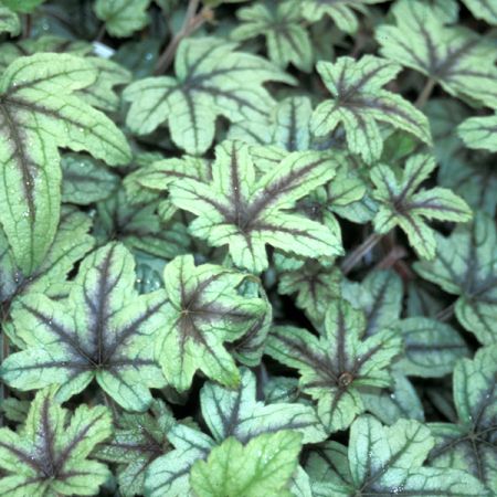 Heucherella 'Kimono' 