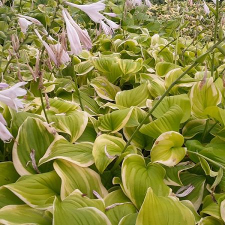Hosta 'Fragrant Bouquet'