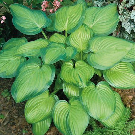 Hosta 'Guacamole'