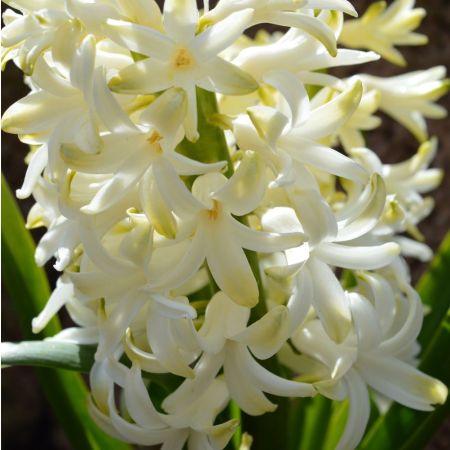 15 × Hyacinthus orientalis, wit