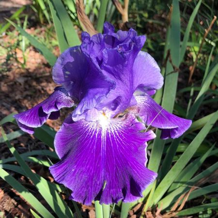 Iris germanica 'Garibaldi'