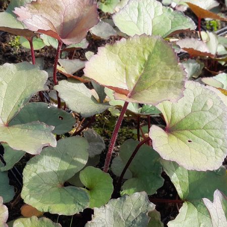 Ligularia dentata 'Midnight Lady'