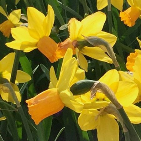 25 × Narcissus 'Jetfire'
