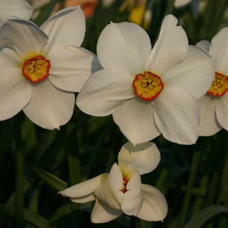 Narcissus 'Actaea'